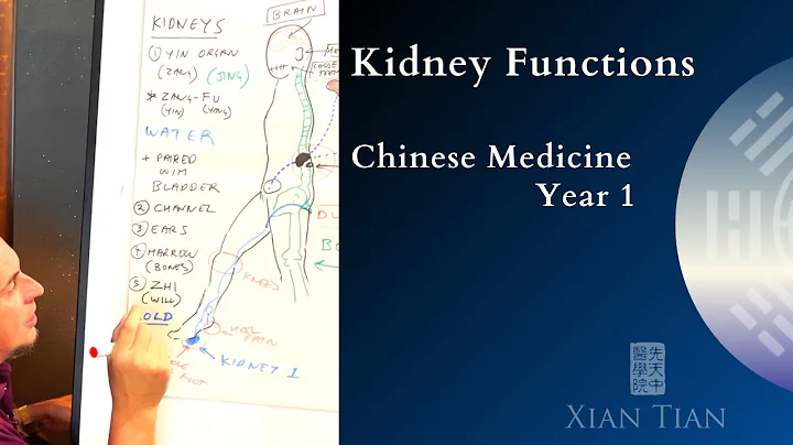 Kidney Function in TCM - 💧