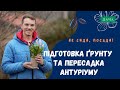 Як Посадити та Виростити Антуріум? Підготовка ґрунту та пересадка антуріуму.