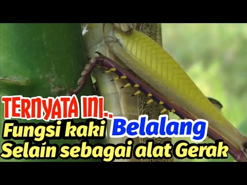 Video: Kawasan badan belalang manakah yang khusus untuk fungsi deria?