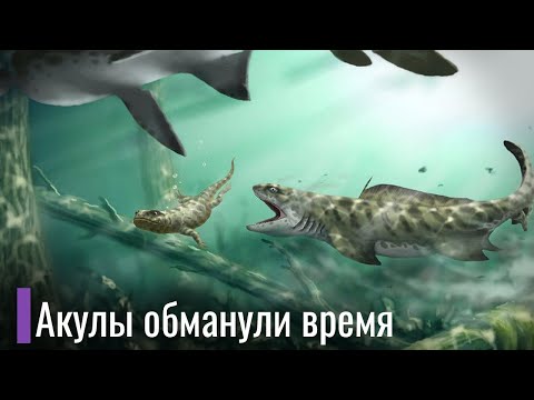 Видео: Как Акулы пережили все вымирания