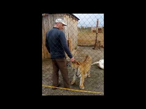 Video: Kluci, Kteří Pózují S Tygři Na Tinderovi, Jsou Dosud Nejhoršími Muži