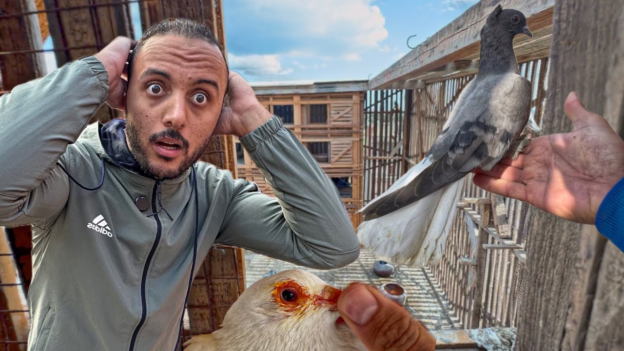 علاج دمعة العين عند الحمام ب صفر تكلفة 😲(حمامي تعبان )لحقته