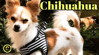 'Chihuahua Dog Pros and Cons'