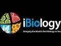 Ibiology