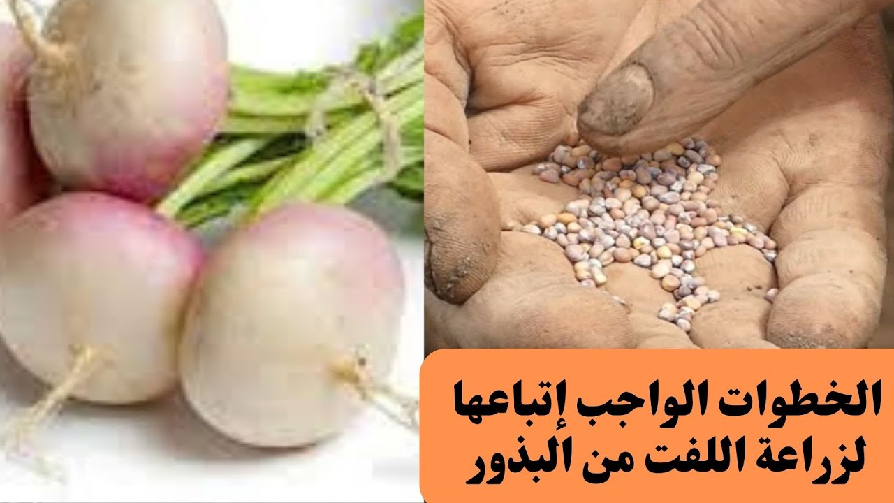 الخطوات الواجب إتباعها لزراعة اللفت من البذور/ طريقة  تجهيز الاحواض وزراعة بذور اللفت .