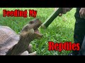 Feeding My Tortoises, Iguanas and Other Reptiles!!