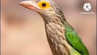 # suab noog puj daum dib tuaj zoo heev 100% เส้ยงนกโพนดก