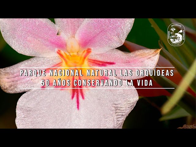 Parque  Nacional Natural las Orquídeas - 50 años conservando la vida