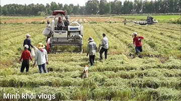 Cận cảnh gặt lúa bắt chuột đồng.người miền tây.minh khôi vlogs