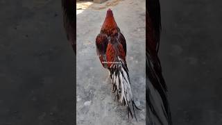 Aseel Murga With Aggressive Movement ♥️ #aseelmurga #aseel #aseellovers #youtubeshorts #viralshorts