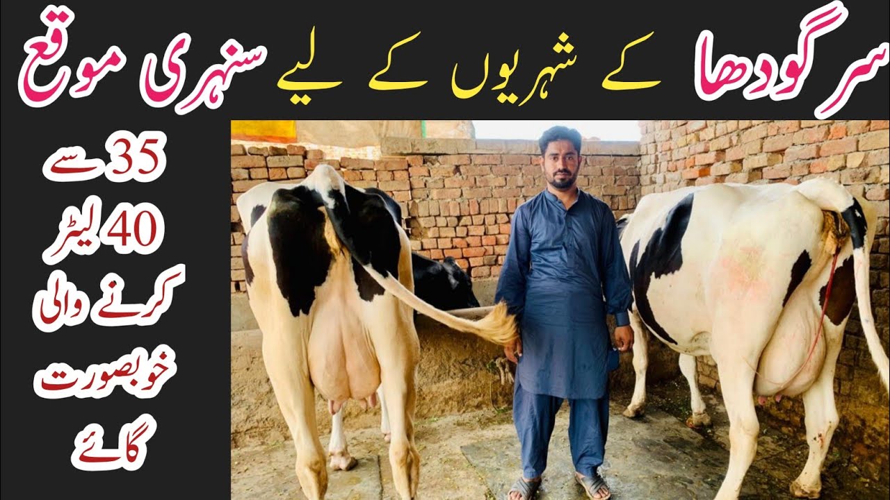 Sargodha main 35+ cows | Top class cows | Australian freasian cows