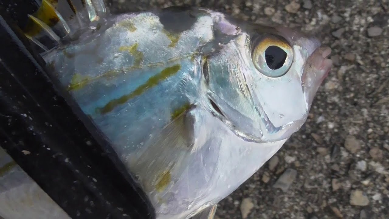 鳴くような声を発する魚ヒイラギ これは浮き袋の 筋肉を収縮させて発する音 泣く魚 音を出す魚 鳴く魚 Youtube