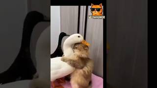 Приколы с животными До слез 🤣#приколы #дослез #ржач