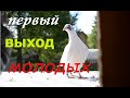 Первый выход молодых спортивных голубей.The first appearance of young sports pigeons年轻的运动鸽子的第一次出现