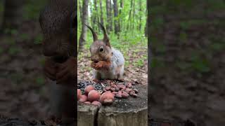 Подсыпал кедряшек Белочке. Похождения Рыжика и Белочки #squirrel #nature #wildlife