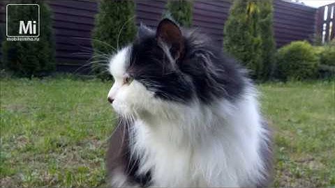 Смартфон Neffos C7. 7 причин для практичного выбора.