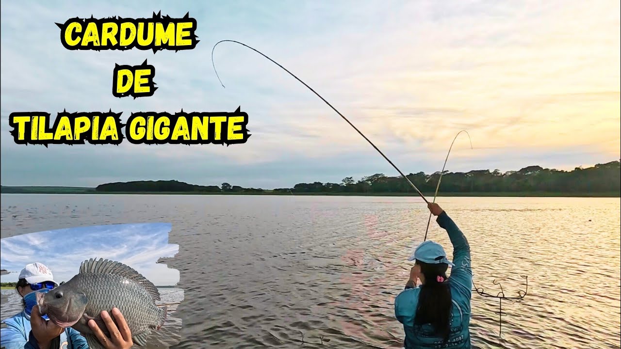 Pescaria de TILÁPIAS GIGANTES em Riolândia! O Cardume Encostou! Era Uma Maior Que a Outra!