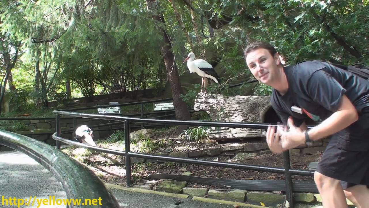 National Zoo Bird House in Washington DC YouTube