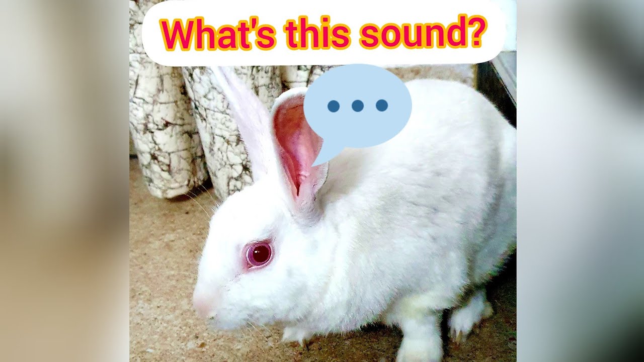 Rabbit's reaction to clucking l Watch till the end🐰 - YouTube
