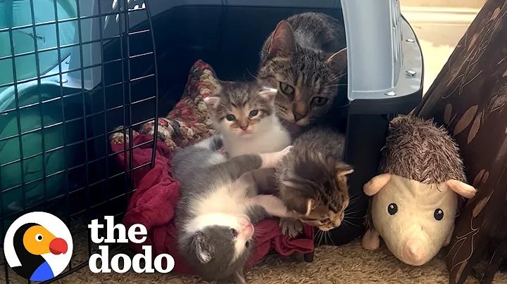Stray Cat Breaks Into Woman's Apartment To Have Babies | The Dodo