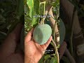 همبه مانغو صنف قراط من الإمارات الفجيرة Bahrain البحرين Fruit Mango مانغو قراط Bh Car همبه مانغو صنف قراط من الإمارات الفجيرة Bahrain البحرين Fruit Mango مانغو قراط Bh Car