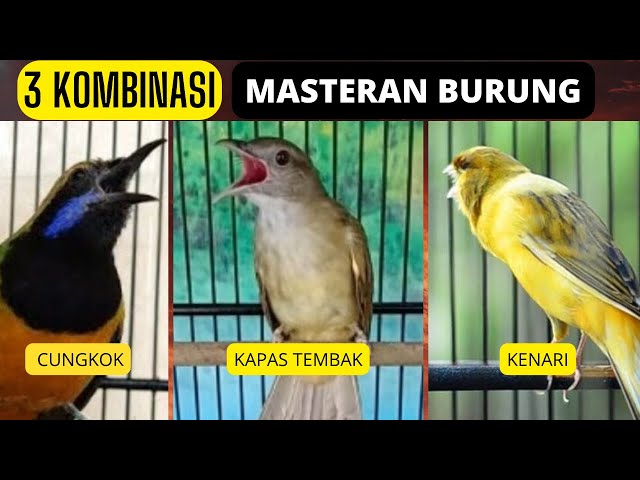 Kombinasi masteran murai batu juara / Lirikan para Juri perlombaan kicau mania. class=