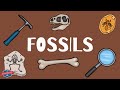 Fossils - Educational Earth Science Video for Elementary Students & Kids
