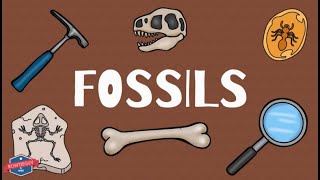 Fossils  Educational Earth Science Video for Elementary Students & Kids