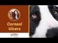 Dr. Becker on Corneal Ulcers