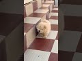 Chow Chow puppy available 🐾 fluffy coat & vaccinated puppy 📞8810623046 #dogshorts #dogvideos #adorab