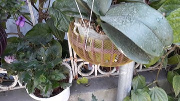 Cách làm phân bón từ sữa đã hết hạn sử dụng