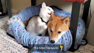 Issue 23: spunky kitten snuggles with Shiba Inu dog friend ('I hate spunk...')