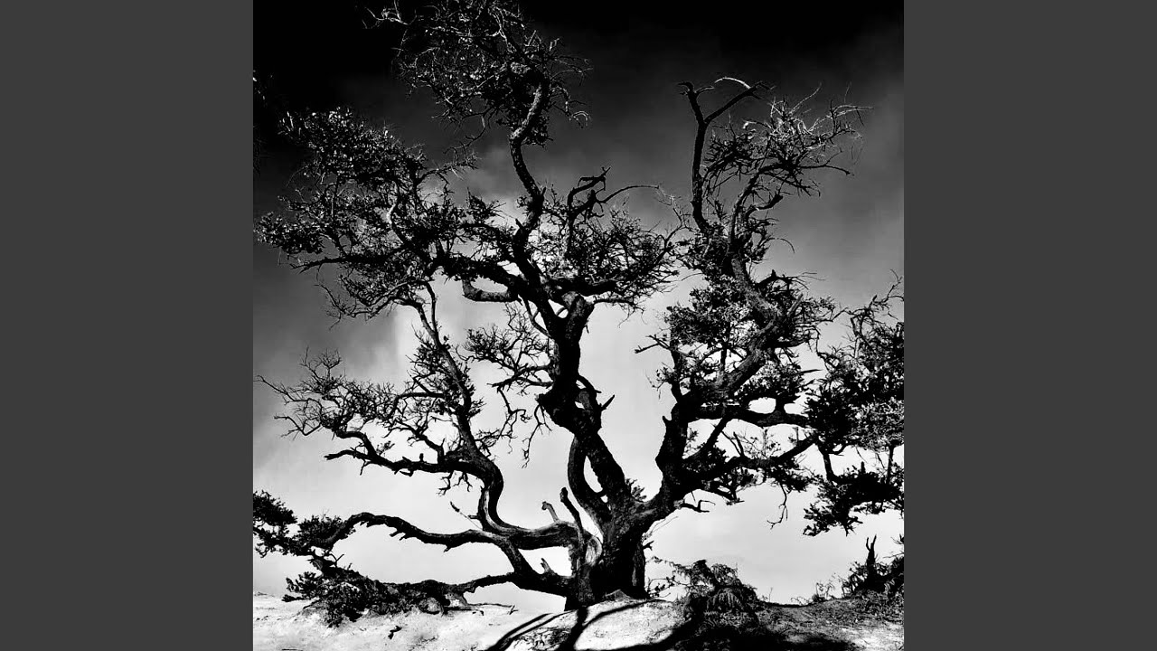 Watch Primal Forms on YouTube Watch Primal Forms on YouTube