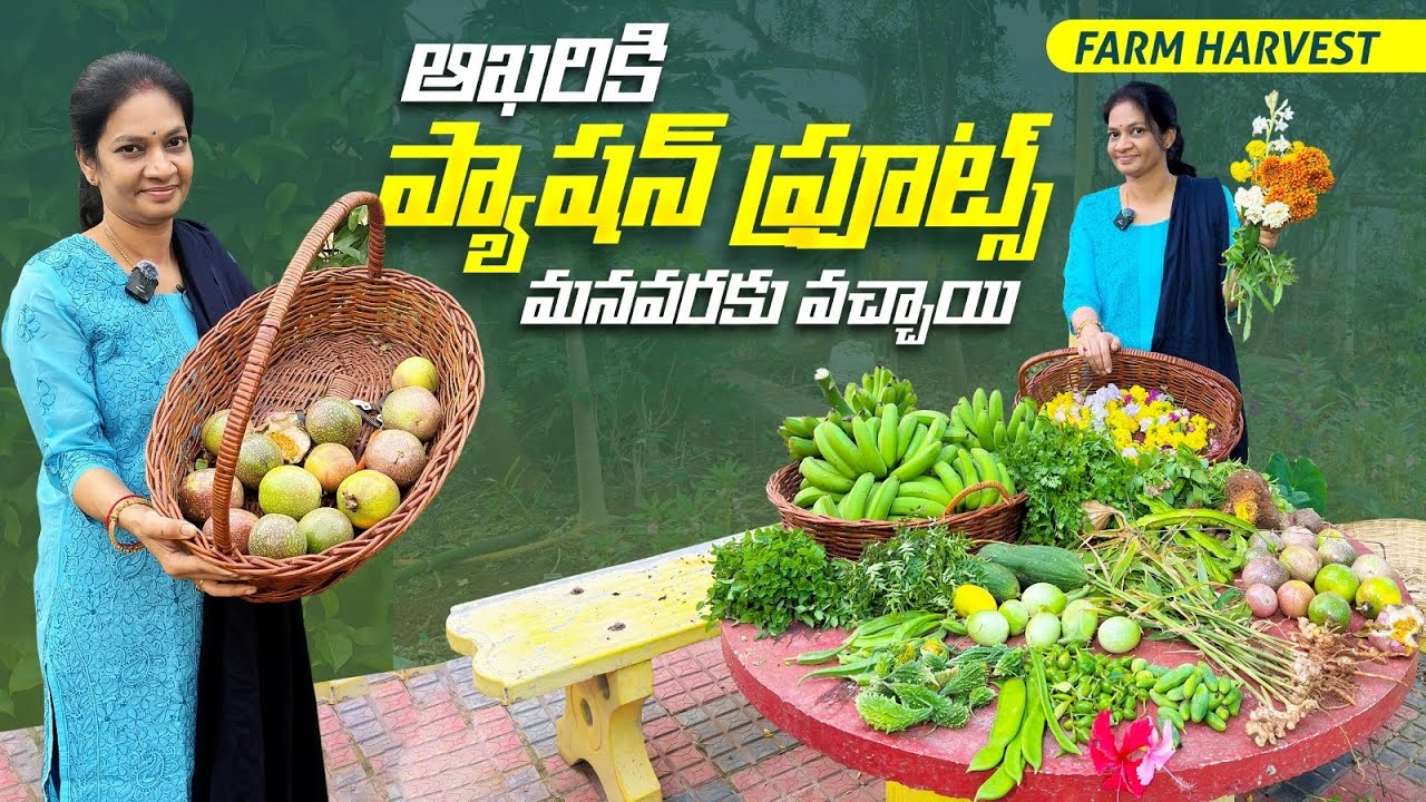 Farm Harvest/నాకు పెత్తనాలు ఎక్కువై మొక్కలు తక్కువౌతున్నాయి @MADGARDENER  #garden  #farming  #plants