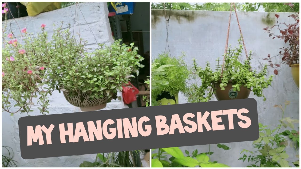 overview of my hanging basket YouTube