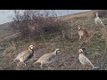 Extreme Mountain Chukar Trap 100% Working