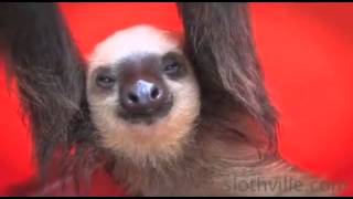 Bucket Of Sloths Cute Animals