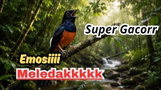Download lagu JANGAN LEWATKAN! Audio Masteran Murai Batu Kristal HD | Cocok Harian & Lomba
