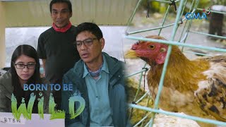 Chicken attacked by a mysterious creature? | Born to be Wild