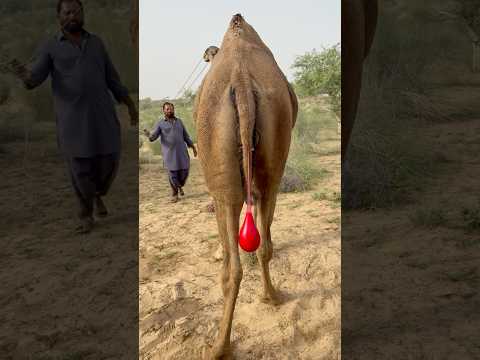 ف ي ذ ي ل الج م ل ف ق اع ة ص غ ير ة م ن ال م اء ال أ ح م ر ت ت د ل ى