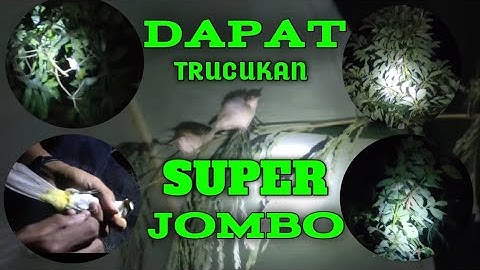 BERBURU BURUNG DI MALAM HARI DAPAT TRUCUKAN KEBO
