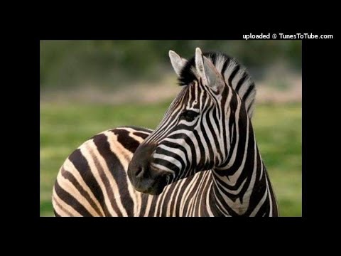 zebra sounds