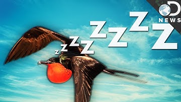 How Can Birds Sleep While They