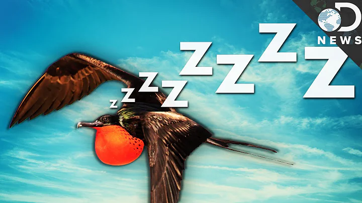 How Can Birds Sleep While They're Flying? - DayDayNews