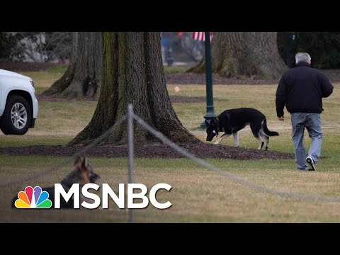 Presidential Pups Champ And Major Join Bidens At The White House | The 11th Hour | MSNBC