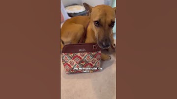 Walking this furball is a daily adventure, but who says it can’t be stylish too?😌🐕 #vegan #zouk