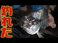 ハゼを釣って泳がせる釣り「ハゼ泳がせ釣り」は釣れます！