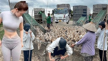 Full Video: Shock Duck Migration by Truck and Boats Across Vietnam’s Hidden Floating Farm Routes