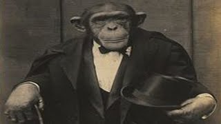 🐒🎩