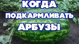 ПОДКОРМКА БАХЧЕВЫХ. КАК ВЫРАСТИТЬ АРБУЗ 20-30 КГ БЕЗ ХИМИЧЕСКИХ УДОБРЕНИЙ